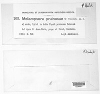 Melampsora pruinosae image